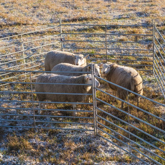 Weidepanel für Schafe 2,0 m