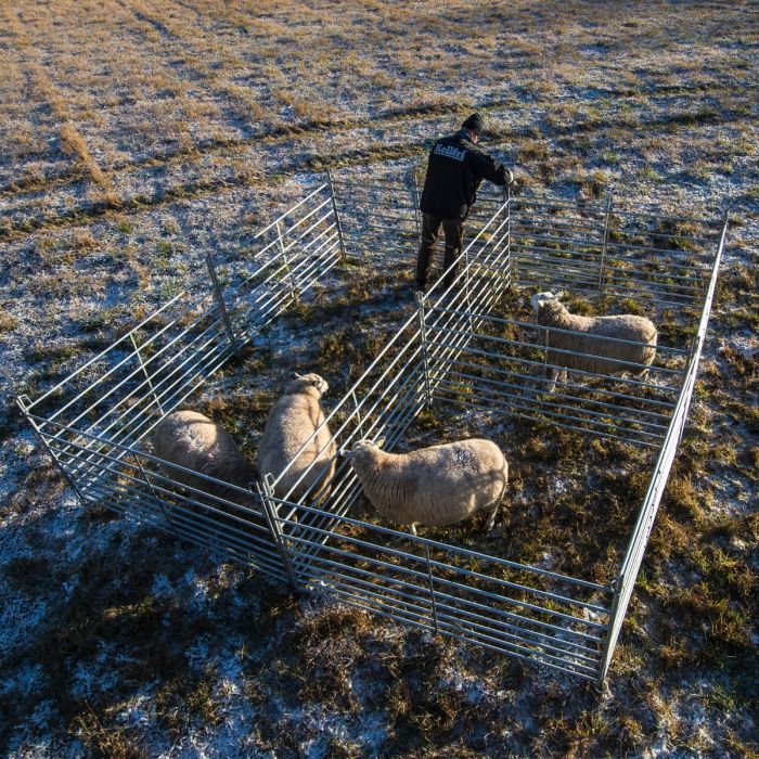 Weidepanel für Schafe 2,0 m