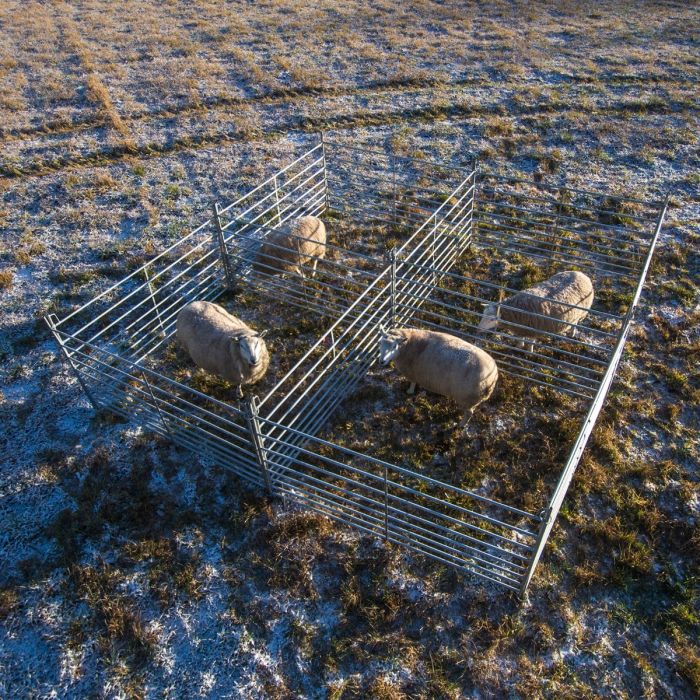 Weidepanel für Schafe 1,5 m