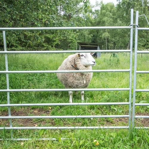 Weidepanel für Schafe 1,5 m