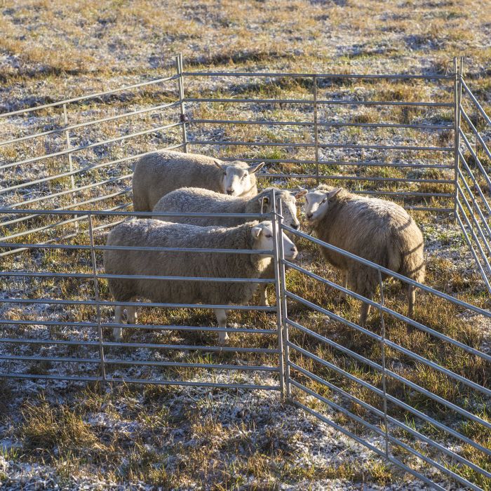 Weidepanel für Schafe 1,5 m