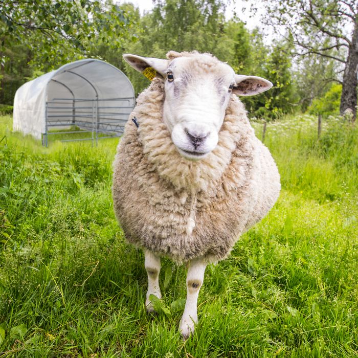 Windschutz für Schafe