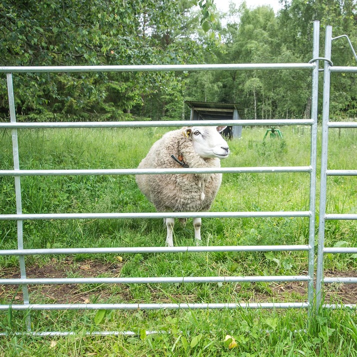 Weidepanel für Schafe 2,0 m